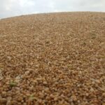 Marché des grains: retour au vert