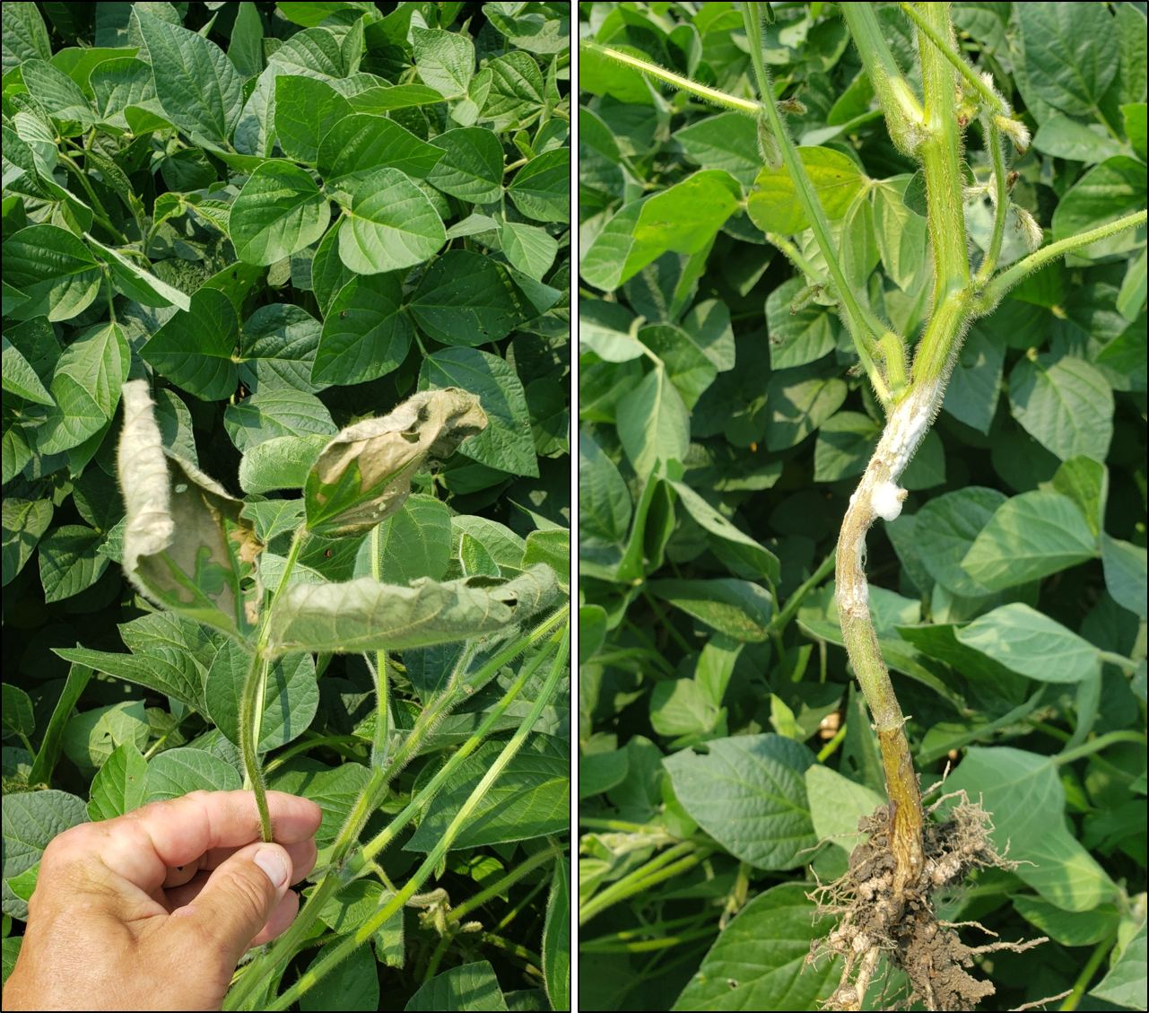 Dommages de la pourriture à sclérotes sur du soya