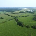 5 août, vue aérienne des champs de maïs de la région de Warwick