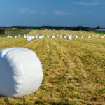 Bales of wrapped straw or hay on a farm field.