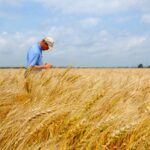 Une mauvaise application de glyphosate peut laisser des résidus