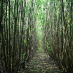 Planter des millions de saules, pour restaurer des sites dégradés, filtrer des eaux usées et réduire les gaz à effet de serre pour toutes les provinces canadiennes