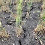 Un champ de blé du Manitoba affecté par la sécheresse.