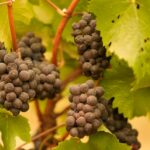 Des raisins couverts de cendres après des feux de forêt en Californie.