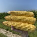 La journaliste Karen Braun de Reuters montre un échantillon de maïs prélevé au Nebraska durant le Farmer .