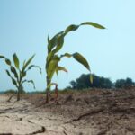 Les plantes sont épuisées