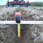 Maïs: quelle est la meilleure fertilisation pour strip till?
