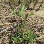 Une vergerette du Canada résistante après application de glyphosate.