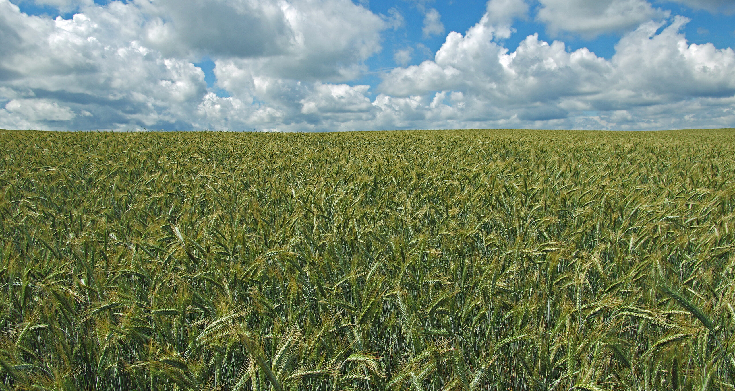 Les résultats des essais RGCQ 2021 pour les céréales d’automne sont disponibles
