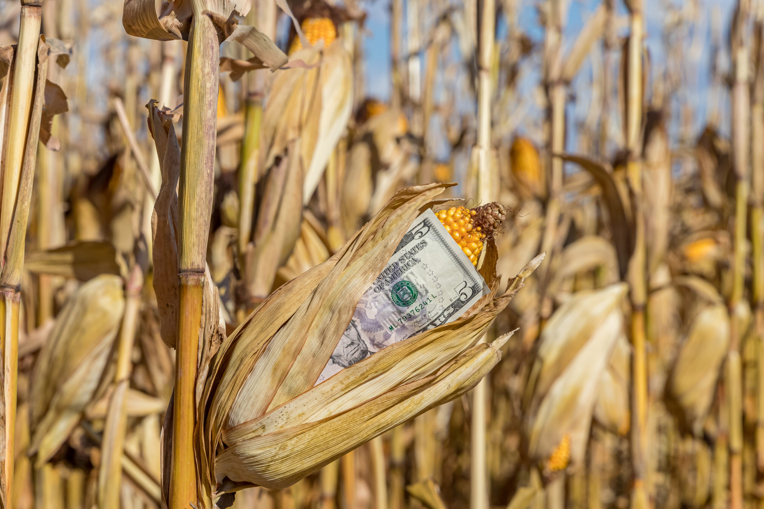 Creux de l’automne, que peut-on espérer comme prix de vente cette année?