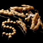 Marché du soya en feu, mais que ce passe-t-il?