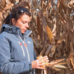 Sélection d’hybride de maïs, trois pièges à éviter