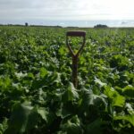Dernier couvert végétal à l’automne 2020. Ça attire l’œil et l’envie de la cultiver… Peut-être une moins bonne chose quand la terre est en location! Du travail respectueux jusqu’à la fin. Gentlemen! Profession agriculteur.
