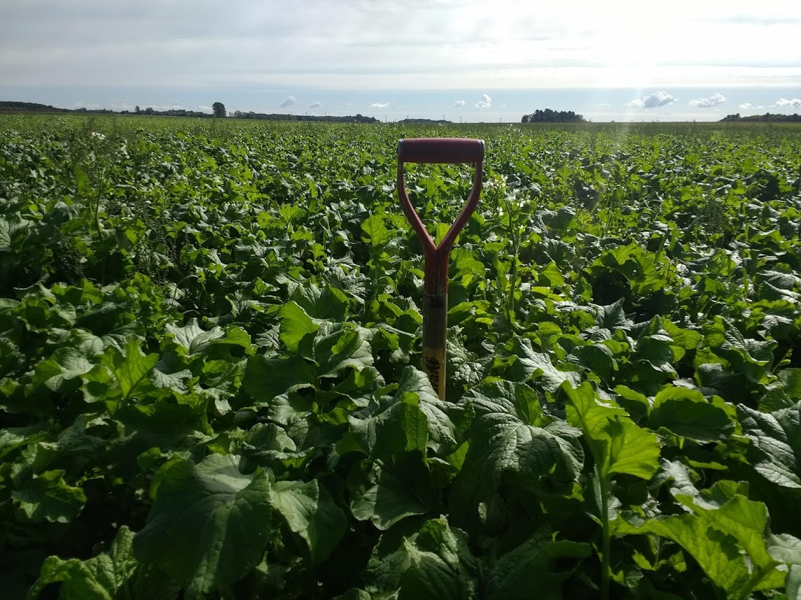Dernier couvert végétal à l’automne 2020. Ça attire l’œil et l’envie de la cultiver… Peut-être une moins bonne chose quand la terre est en location! Du travail respectueux jusqu’à la fin. Gentlemen! Profession agriculteur.