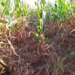 Population d'ériochloé velue dans un champ de maïs des Laurentide