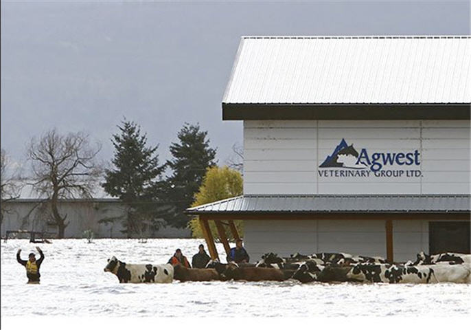 Des animaux sont déplacés pendant une opération de sauvetage à Abbotsford en Colombie-Britannique.