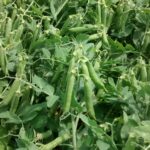 On a récolté notre record de 8,5 t/ha en pois vert dans un sol jugé pauvre.