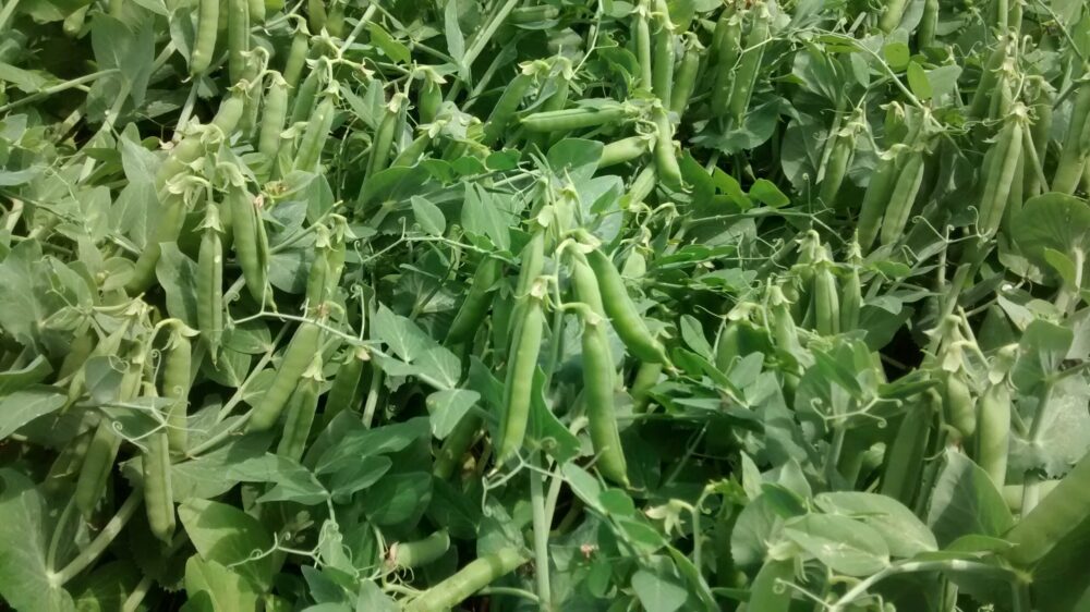 On a récolté notre record de 8,5 t/ha en pois vert dans un sol jugé pauvre.