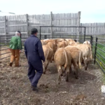 Il faut manipuler les animaux avec calme et travailler avec l'oeil gauche de l'animal.