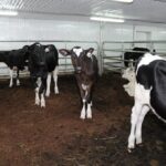 Élevez-vous trop de génisses?