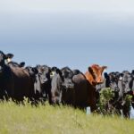 Un nouveau cas de maladie de la vache folle au Canada