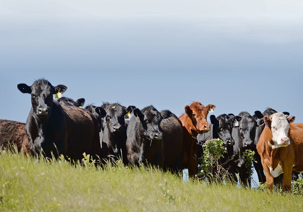 Un nouveau cas de maladie de la vache folle au Canada