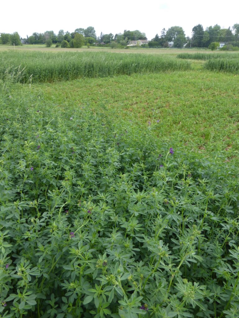 Des luzernes pour améliorer la digestibilité des fourrages Le