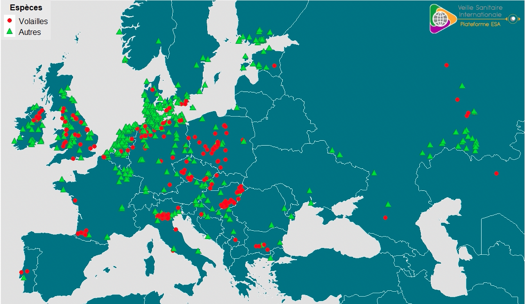 Ce graphique démontre la répartition des cas détectés d’influenza aviaire hautement pathogène depuis le début août 2021 sur le territoire de l’Union européenne.