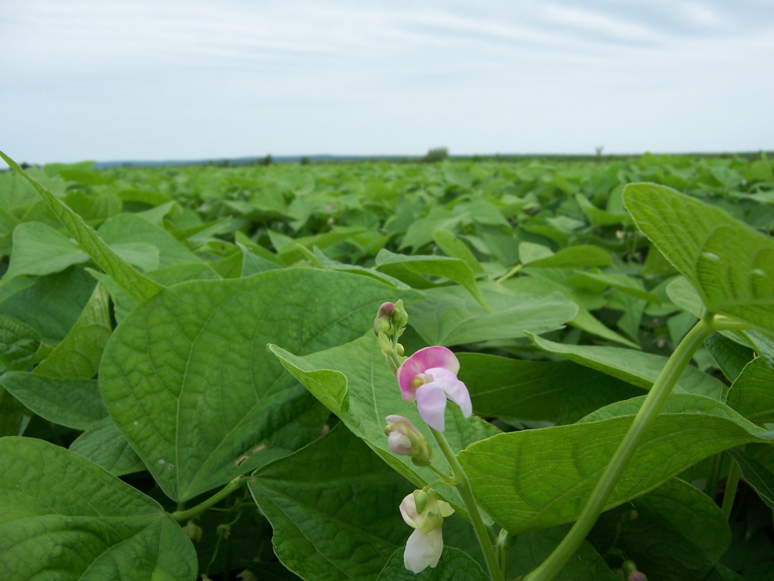 Une autre bonne année pour le soya