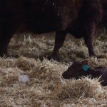 Veau nouveau-né prêt à boire son colostrum