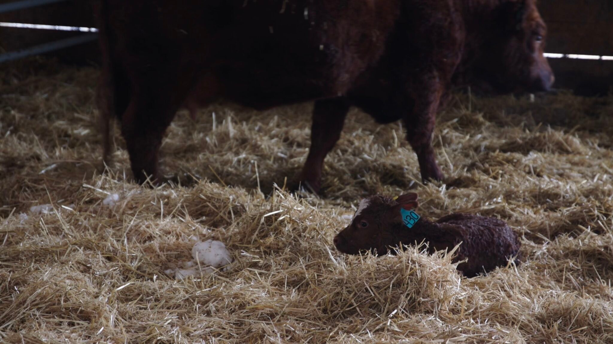 Veau nouveau-né prêt à boire son colostrum