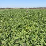 Les plantes de couverture apportent plusieurs bénéfices aux sols.