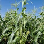 Bayer lance une variété de maïs résistante aux conditions météo extrêmes