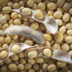 Le soya passe sous la barre des 12 $US