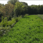 Bandes riveraines ferme cristallina