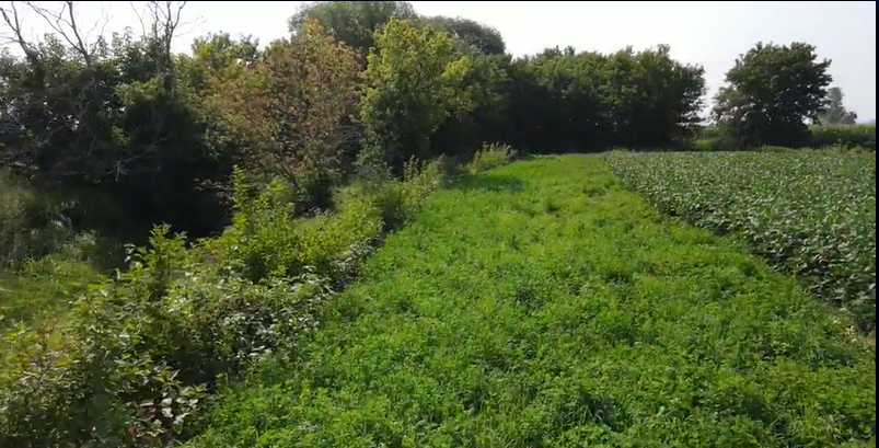 Bandes riveraines ferme cristallina