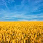 Le drapeau de l'Ukraine représente un champ de blé et un ciel bleu