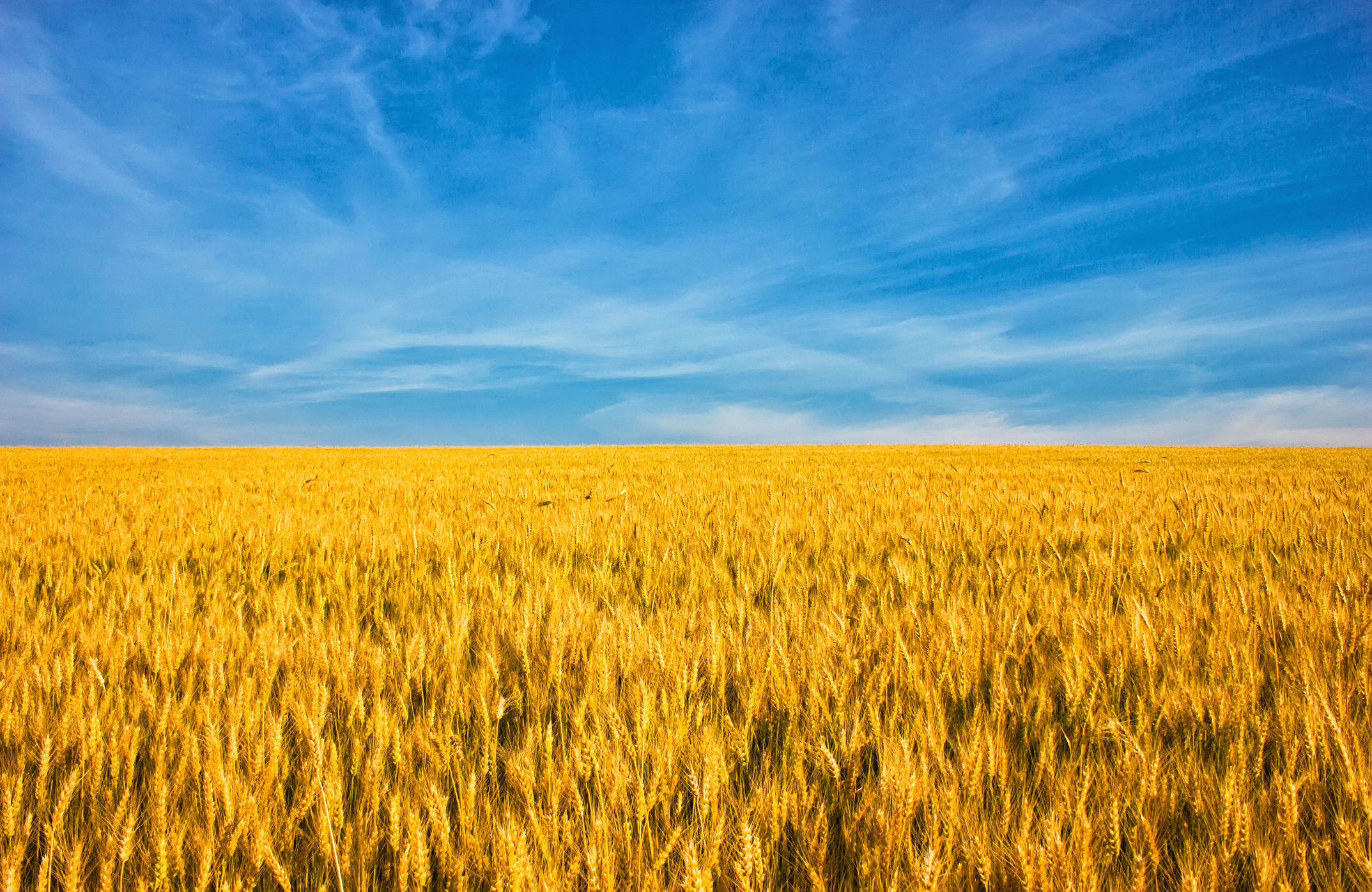 Le drapeau de l'Ukraine représente un champ de blé et un ciel bleu