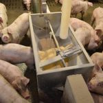 Alimentation des porcs avec de la moulée