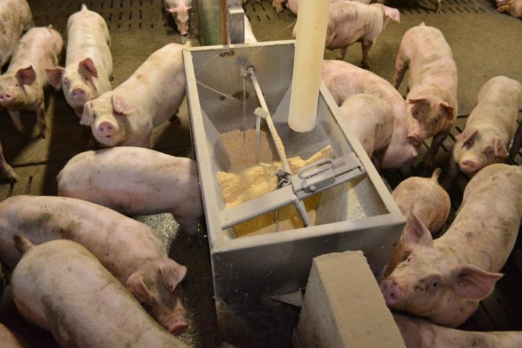 Alimentation des porcs avec de la moulée