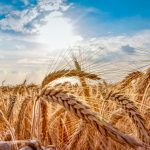 Marché des grains: La Chine et la Russie bousculent les marchés