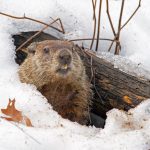 Cette année, la marmotte a vu son ombre. Le dicton dit que l’hiver durera encore six semaines.