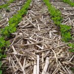 Santé des sols : ça prend combien de temps augmenter la matière organique ?