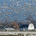 Les éleveurs de volaille doivent redoubler de vigilance pour éviter de faire entrer le virus de l'influenza aviaire dans leur élevage.