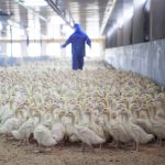 Les experts cherchent à comprendre pourquoi, au Canada, les canards sont plus affectés par l'épisode actuel d'influenza aviaire.