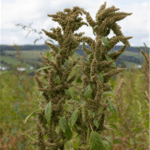Inflorescence de l'hybride entre
l'amarante tuberculée et l’amarante de Powell