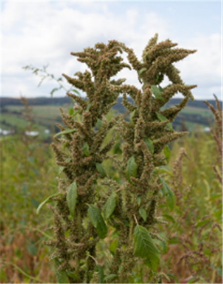 Inflorescence de l'hybride entre 
l'amarante tuberculée et l’amarante de Powell
