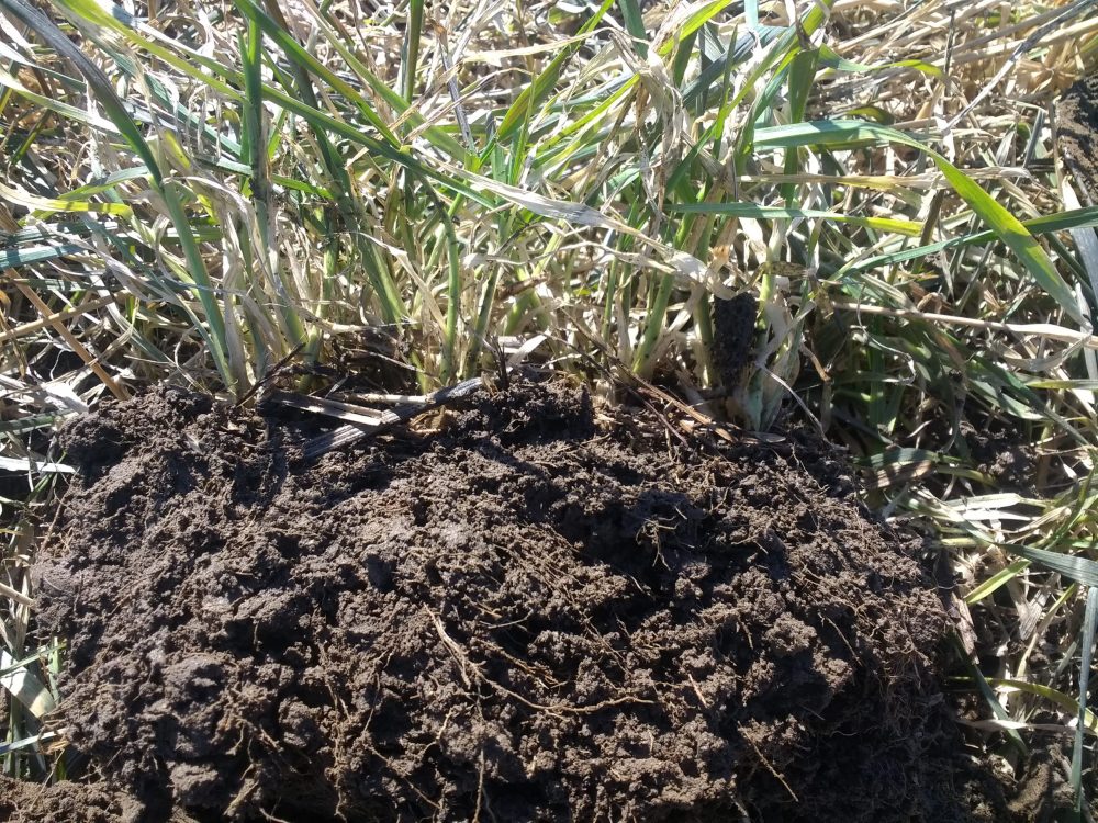 Le haut est brun, mais la base est bien verte. 