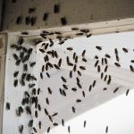 Réduire les mouches à la ferme