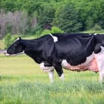 Blondin Goldwyn Subliminal-ETS